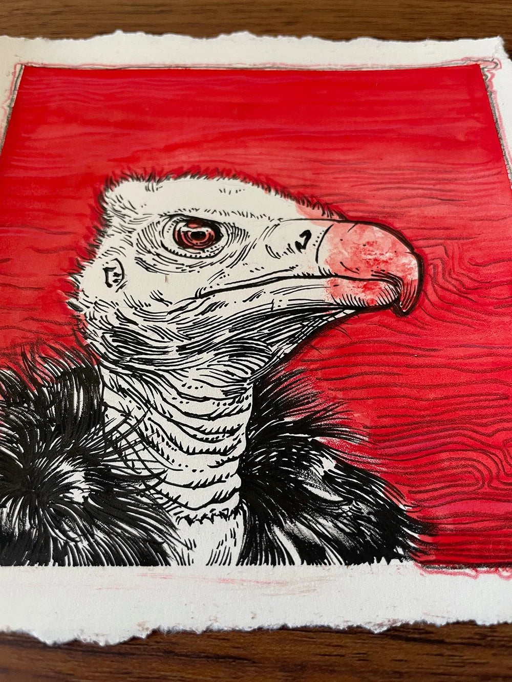 Vulture on Red