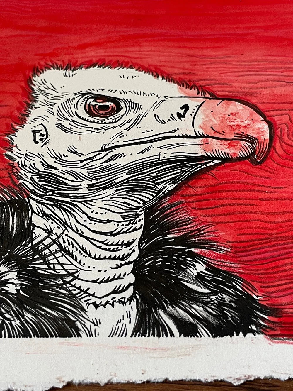 Vulture on Red