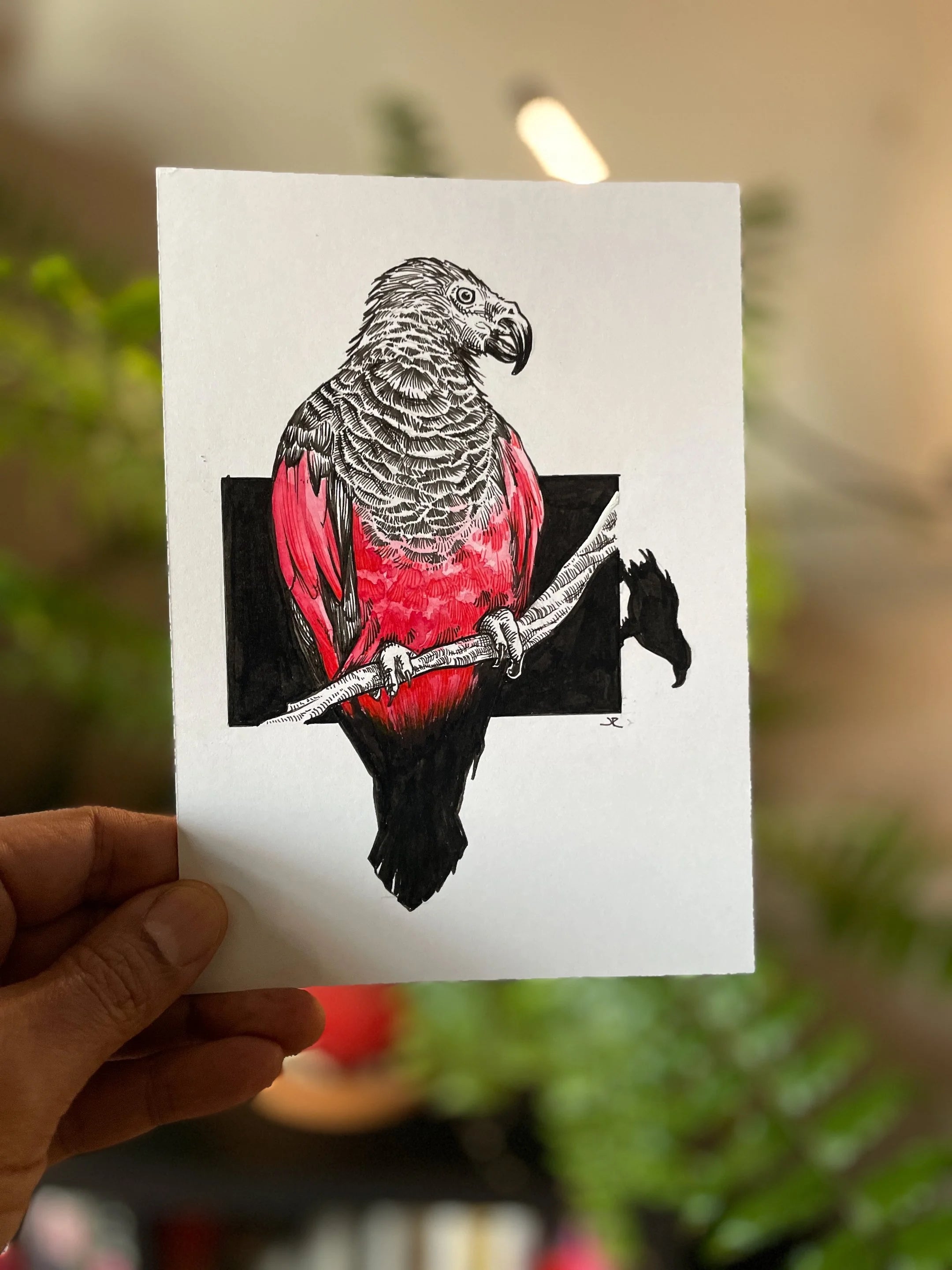 Zooctober 2024, Day 8: “Dracula Parrot”