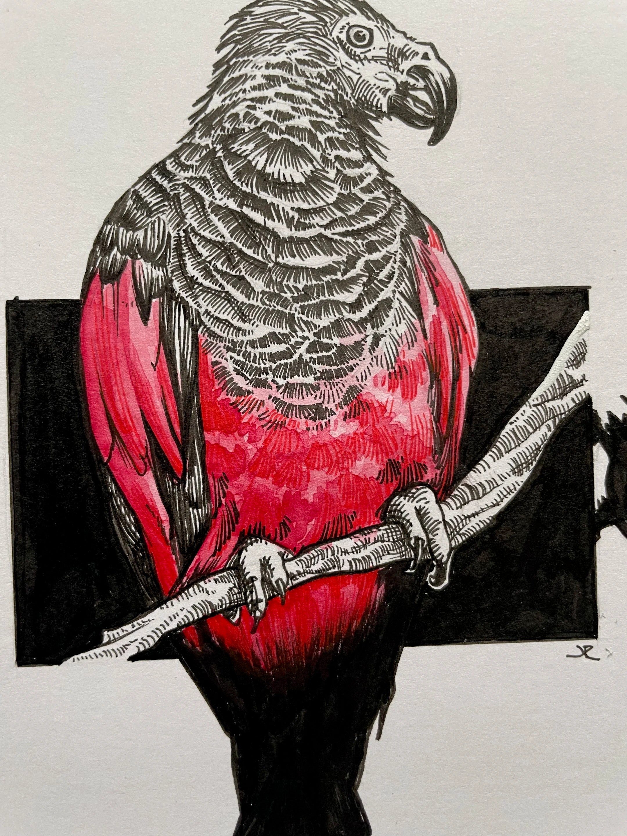 Zooctober 2024, Day 8: “Dracula Parrot”