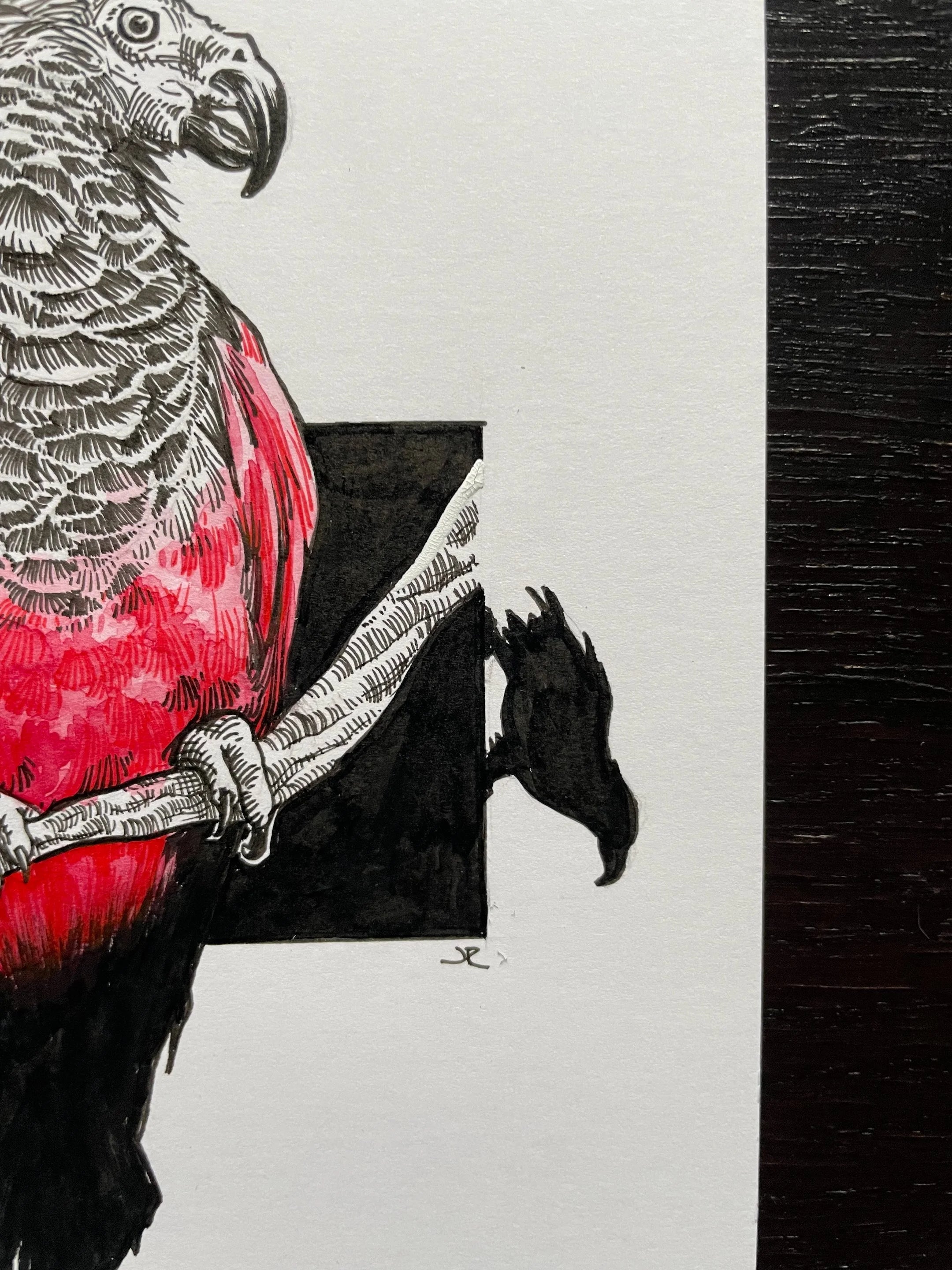 Zooctober 2024, Day 8: “Dracula Parrot”