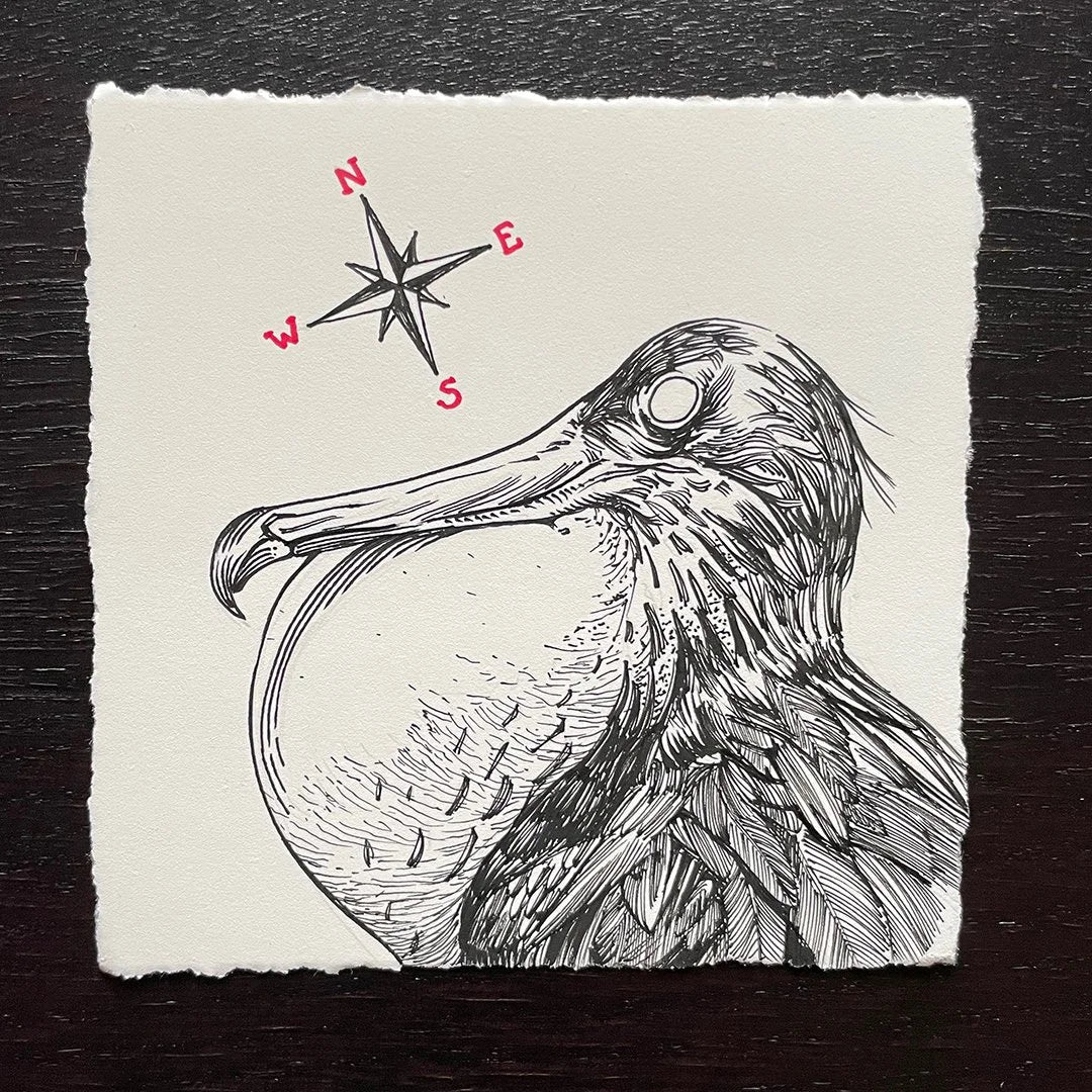 Magnificent Frigate Bird