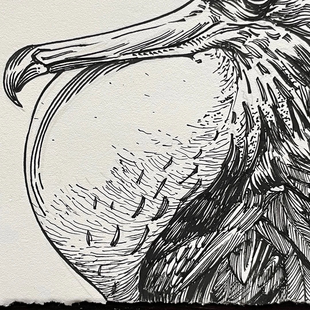 Magnificent Frigate Bird