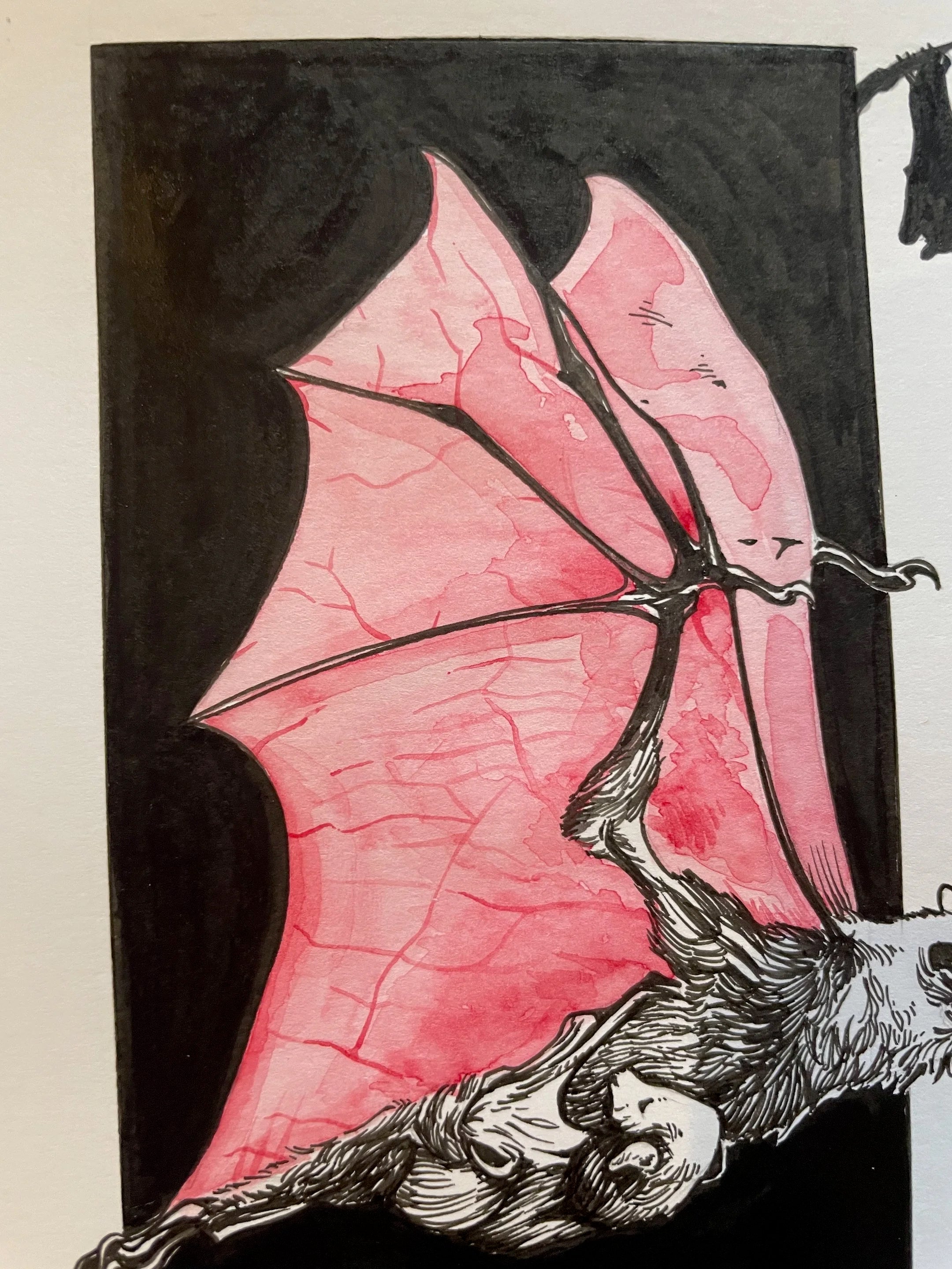 Zooctober 2024, Day 13: “Bat”