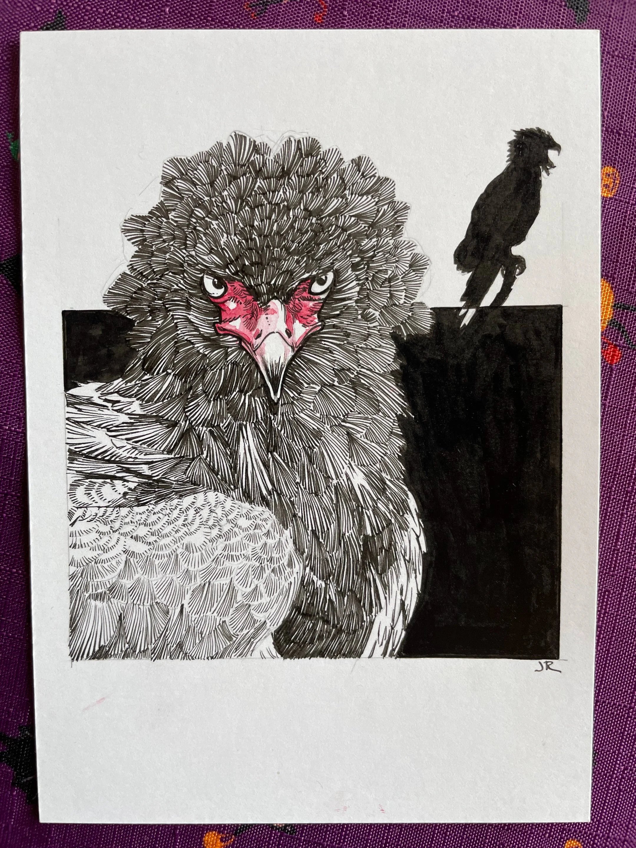 Zooctober 2024, Day 16: “Bateleur Eagle”