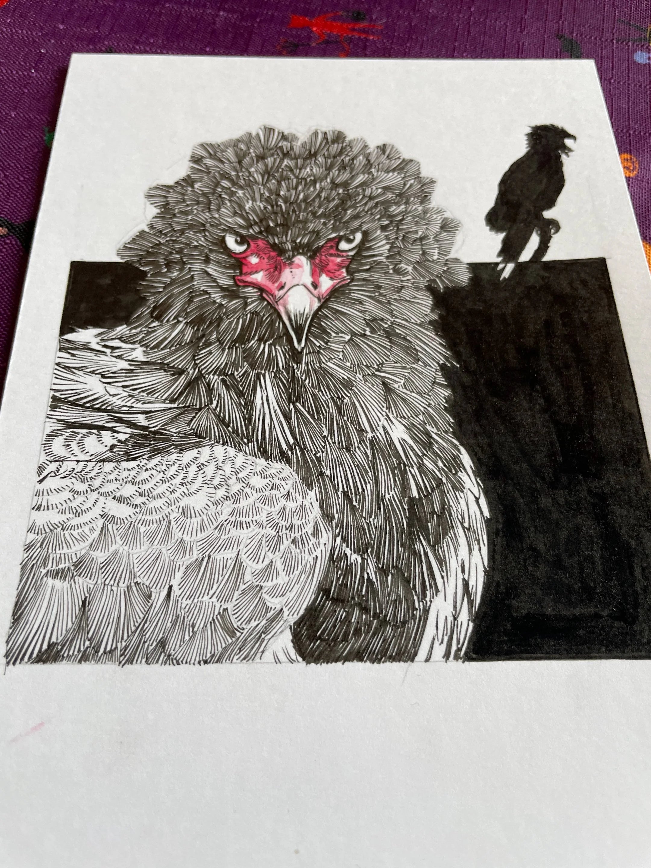 Zooctober 2024, Day 16: “Bateleur Eagle”