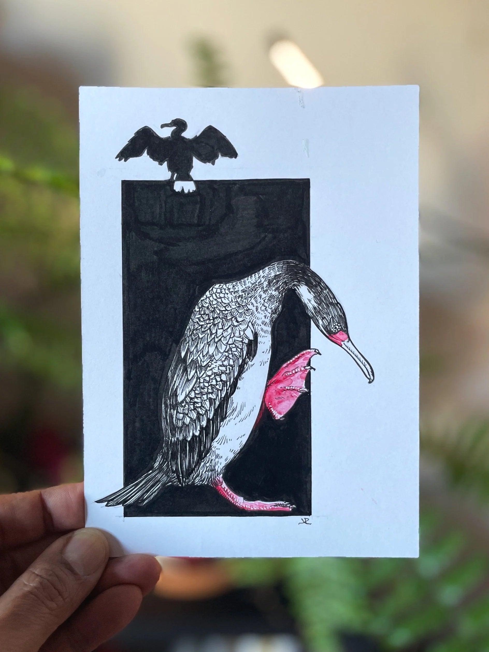 Zooctober 2024, Day 20: “Red-legged Cormorant”
