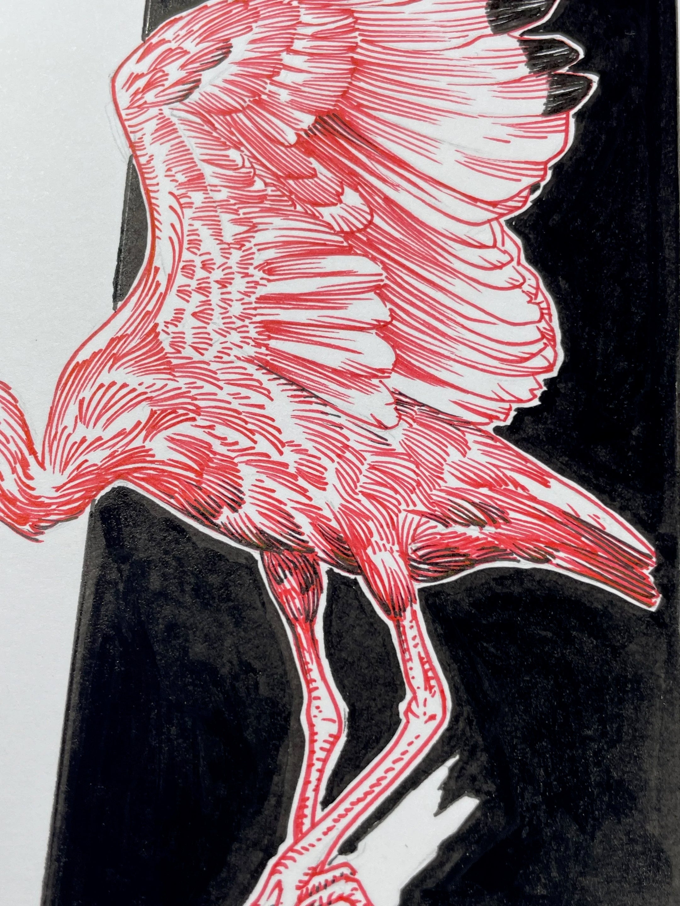 Zooctober 2024, Day 26: “Ibis”