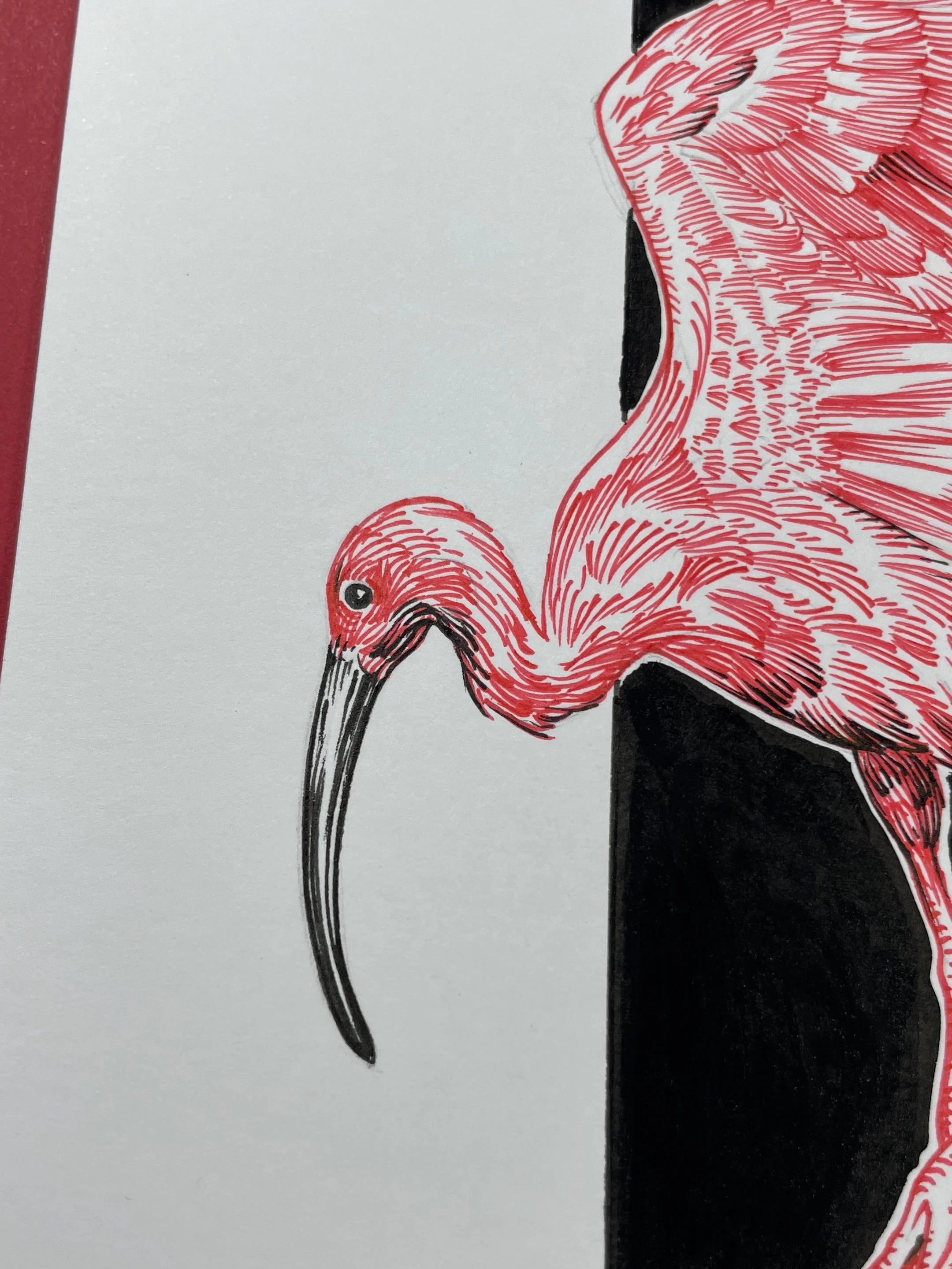 Zooctober 2024, Day 26: “Ibis”