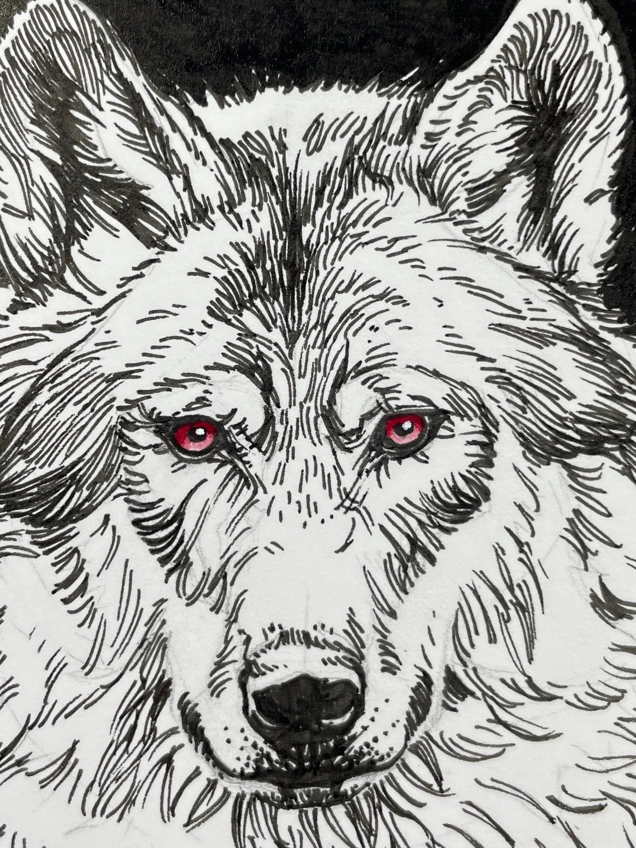 Zooctober 2024, Day 27: “Wolf”