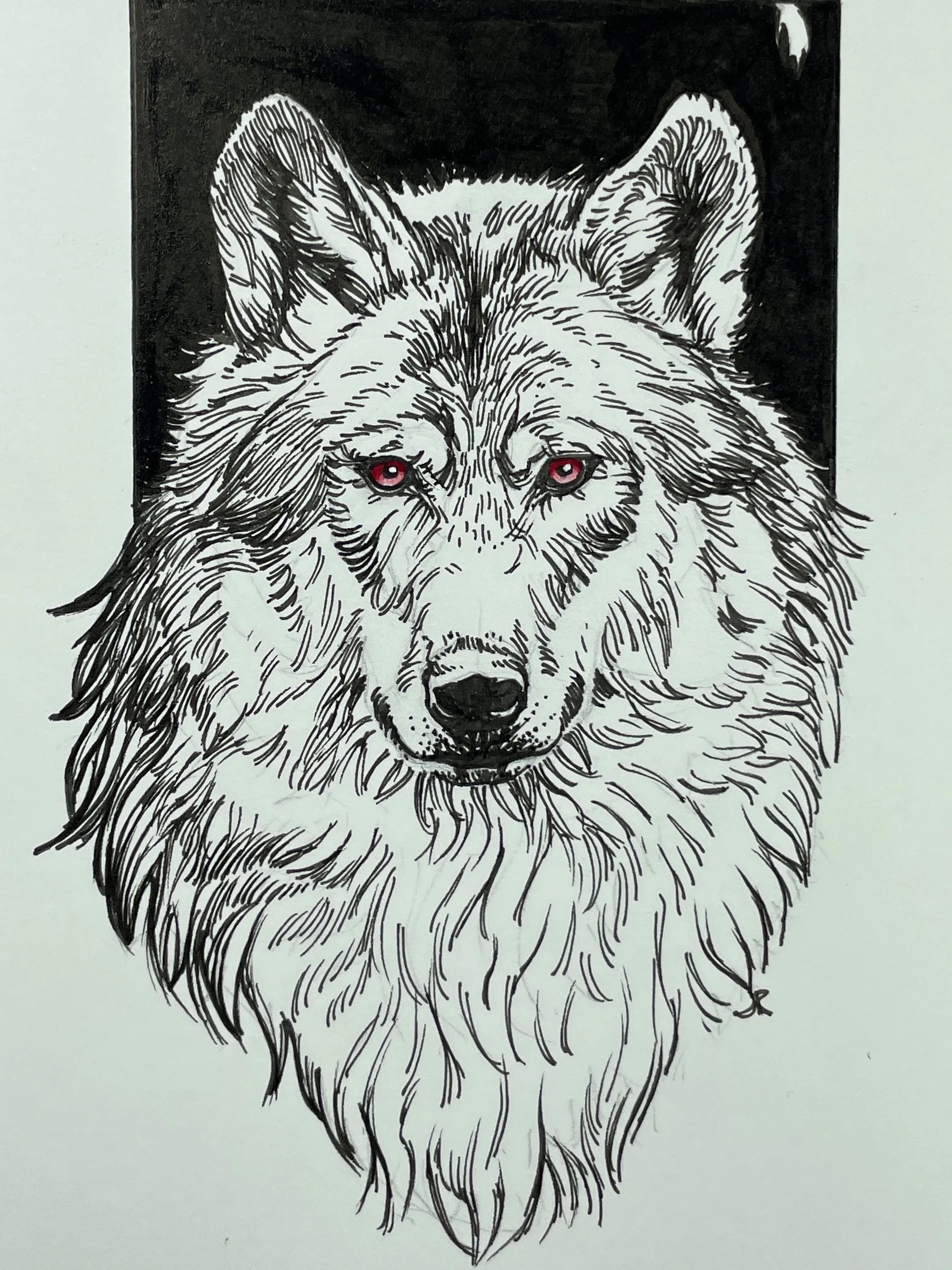 Zooctober 2024, Day 27: “Wolf”