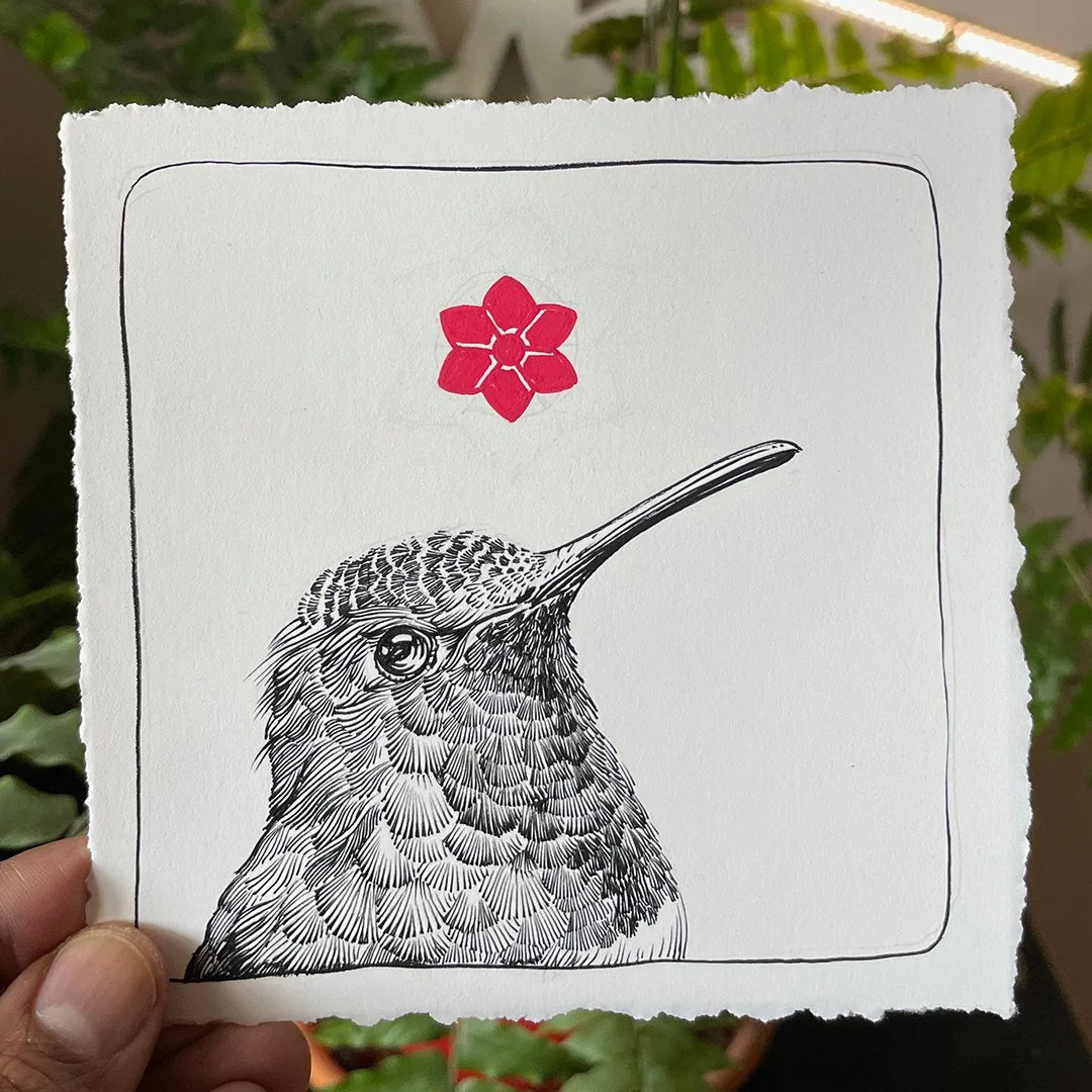 Allen's Hummingbird