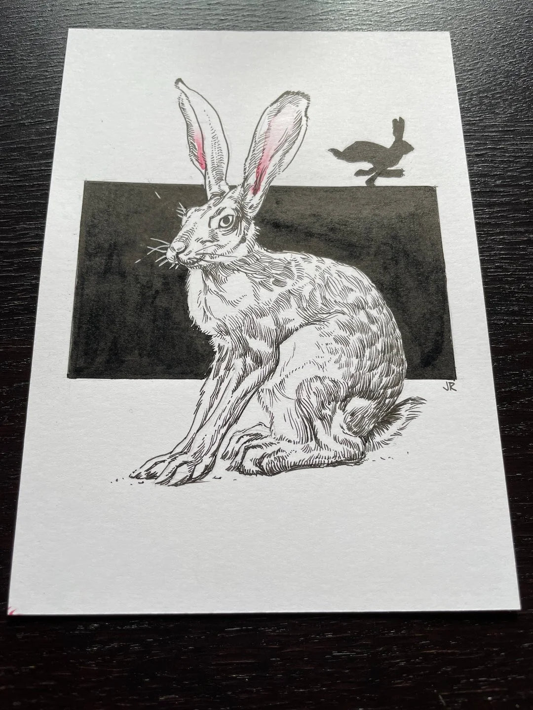 Zooctober 2024, Day 2: “Hare”