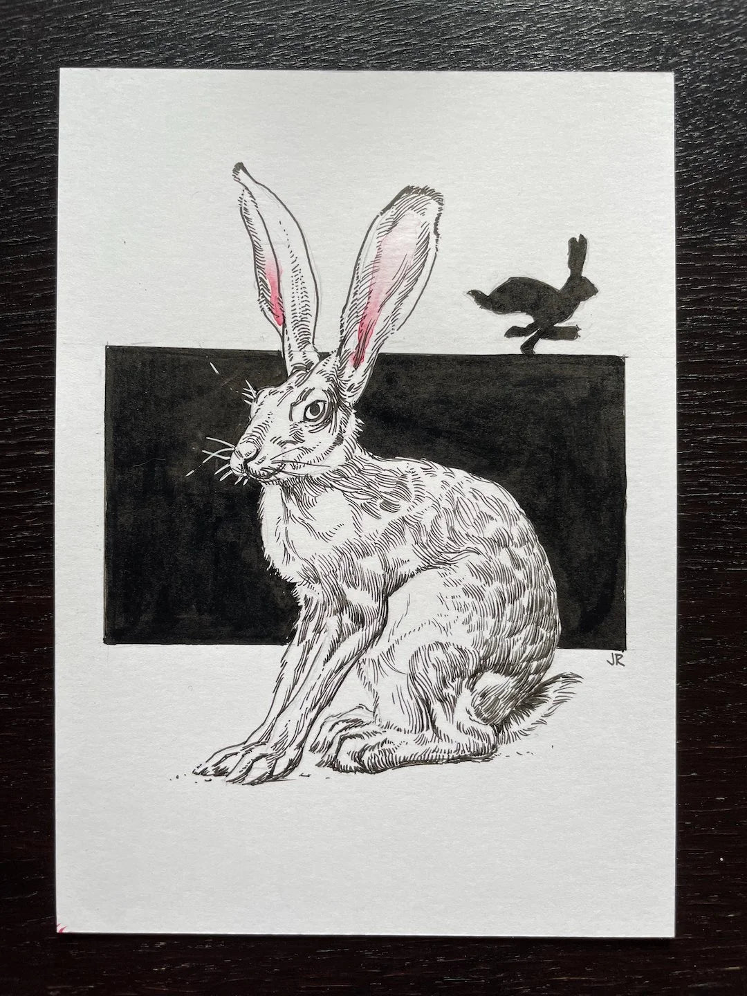 Zooctober 2024, Day 2: “Hare”