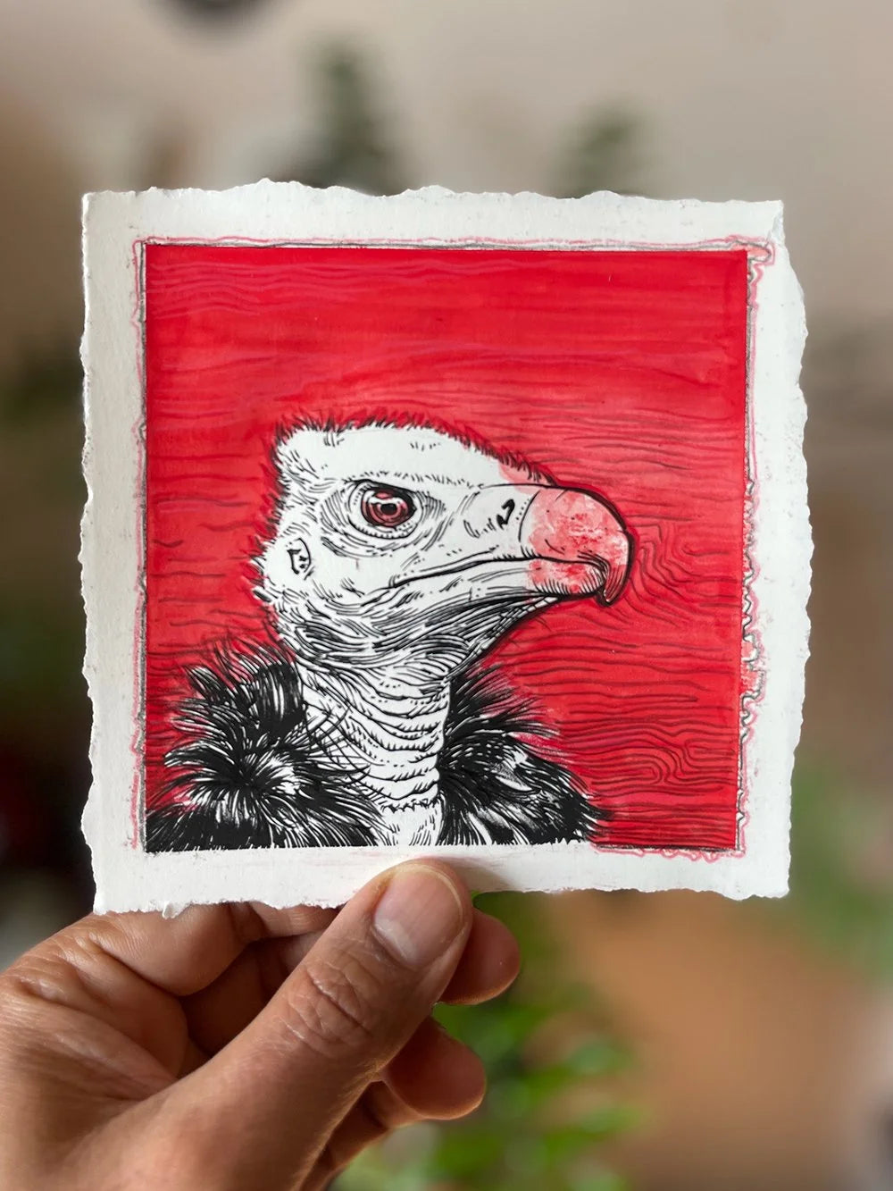 Vulture on Red
