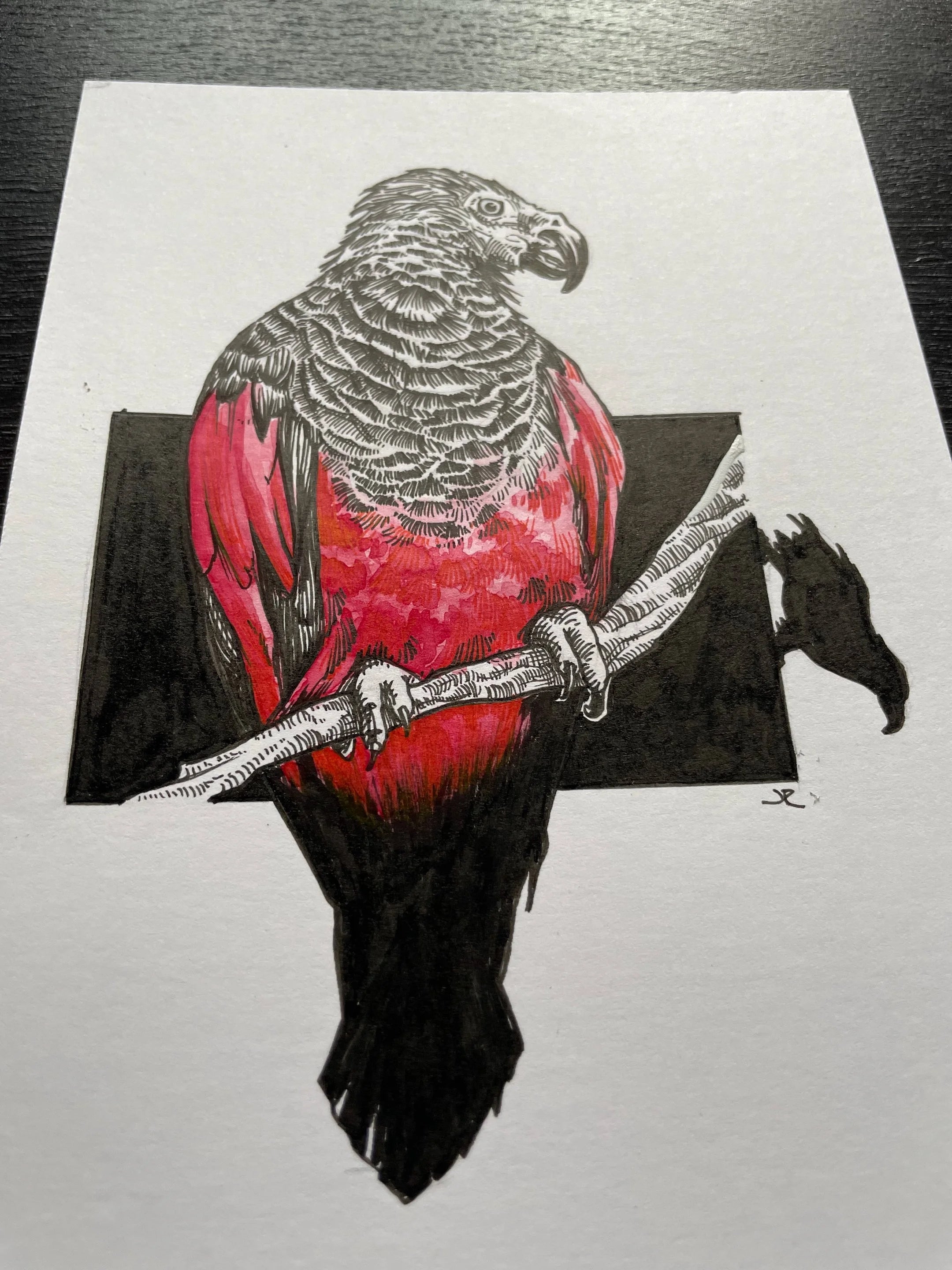 Zooctober 2024, Day 8: “Dracula Parrot”