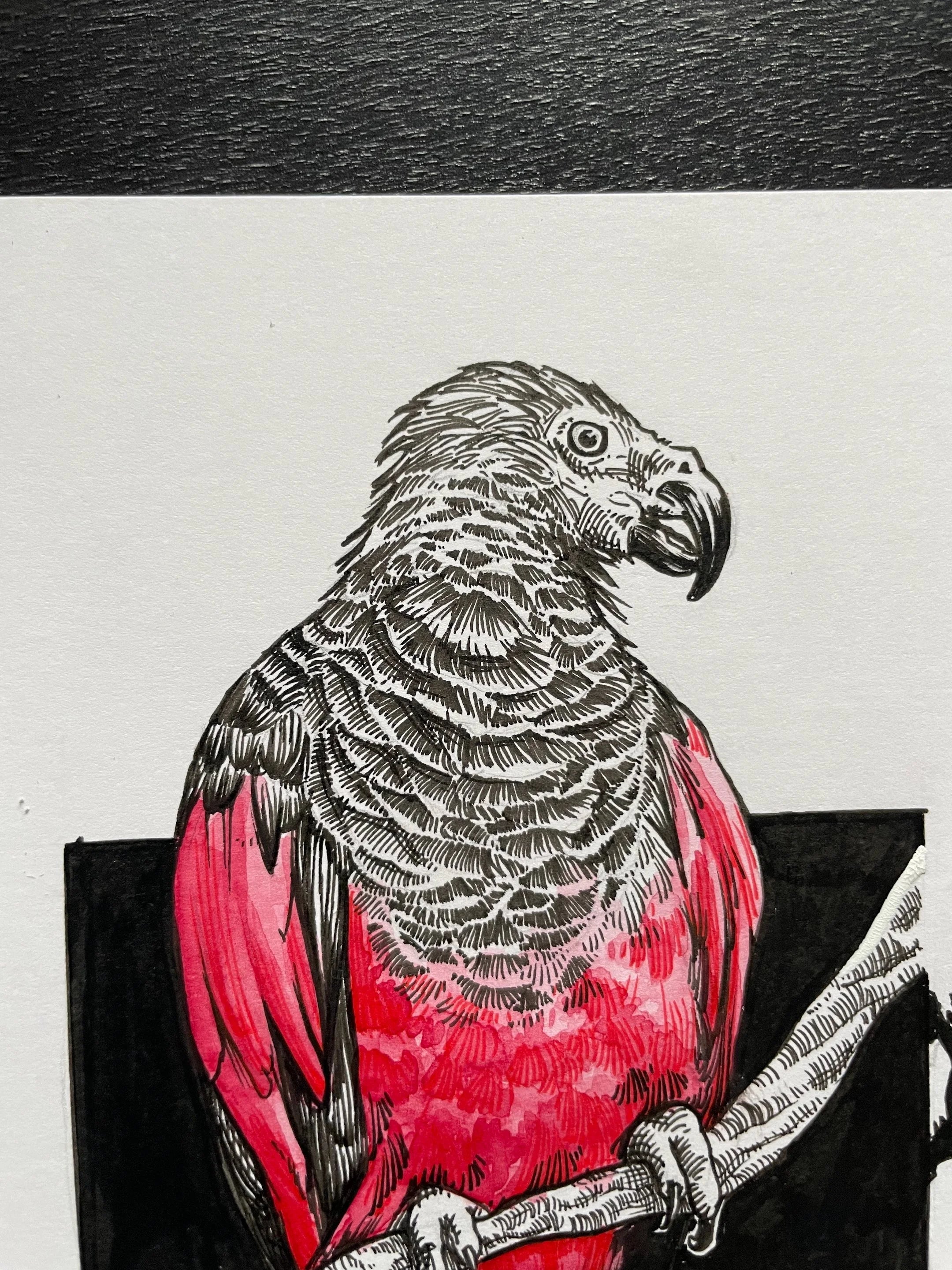 Zooctober 2024, Day 8: “Dracula Parrot”
