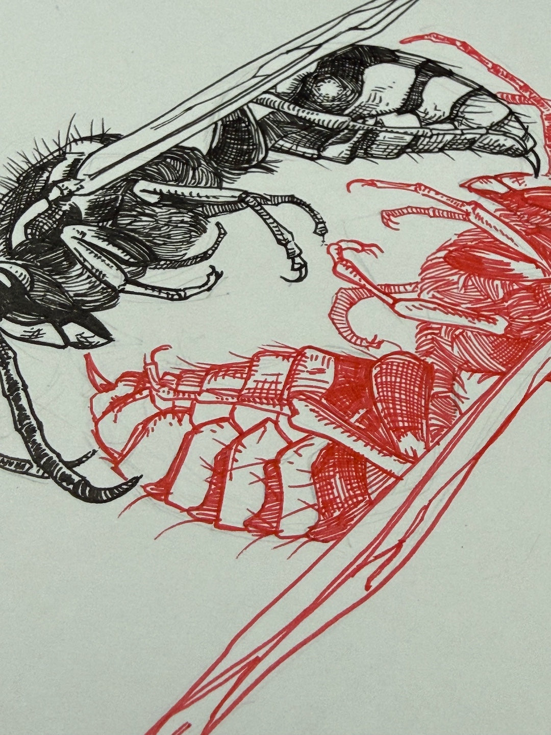 Zooctober 2025-Day 11: “Sting”