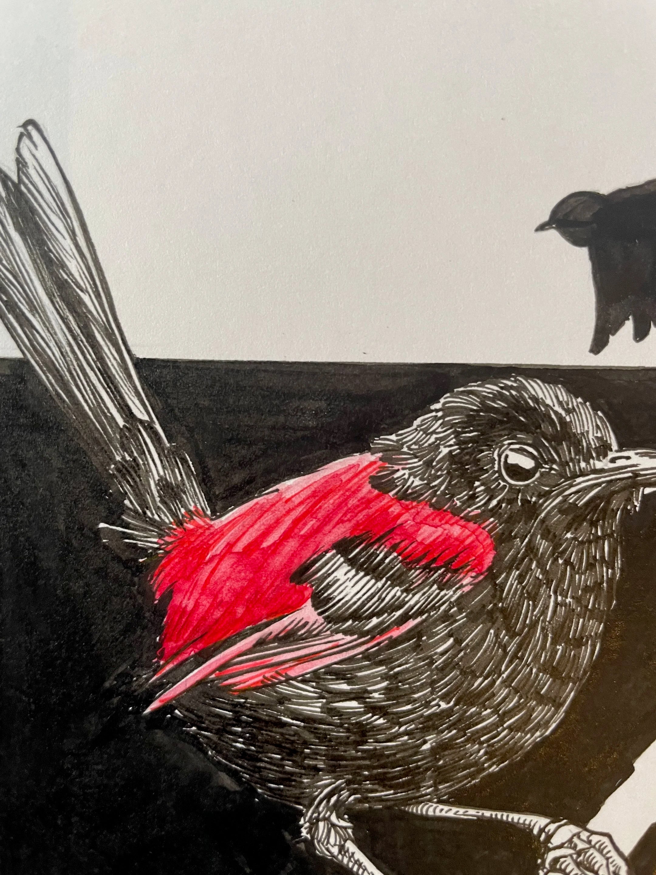 Zooctober 2024, Day 11: “Red-Backed Fairy Wren”