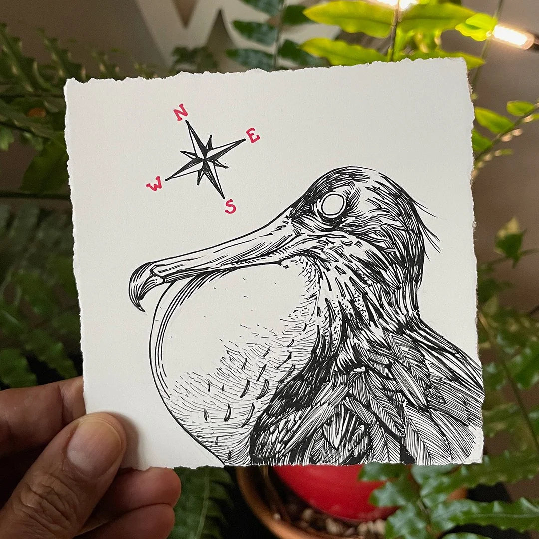 Magnificent Frigate Bird