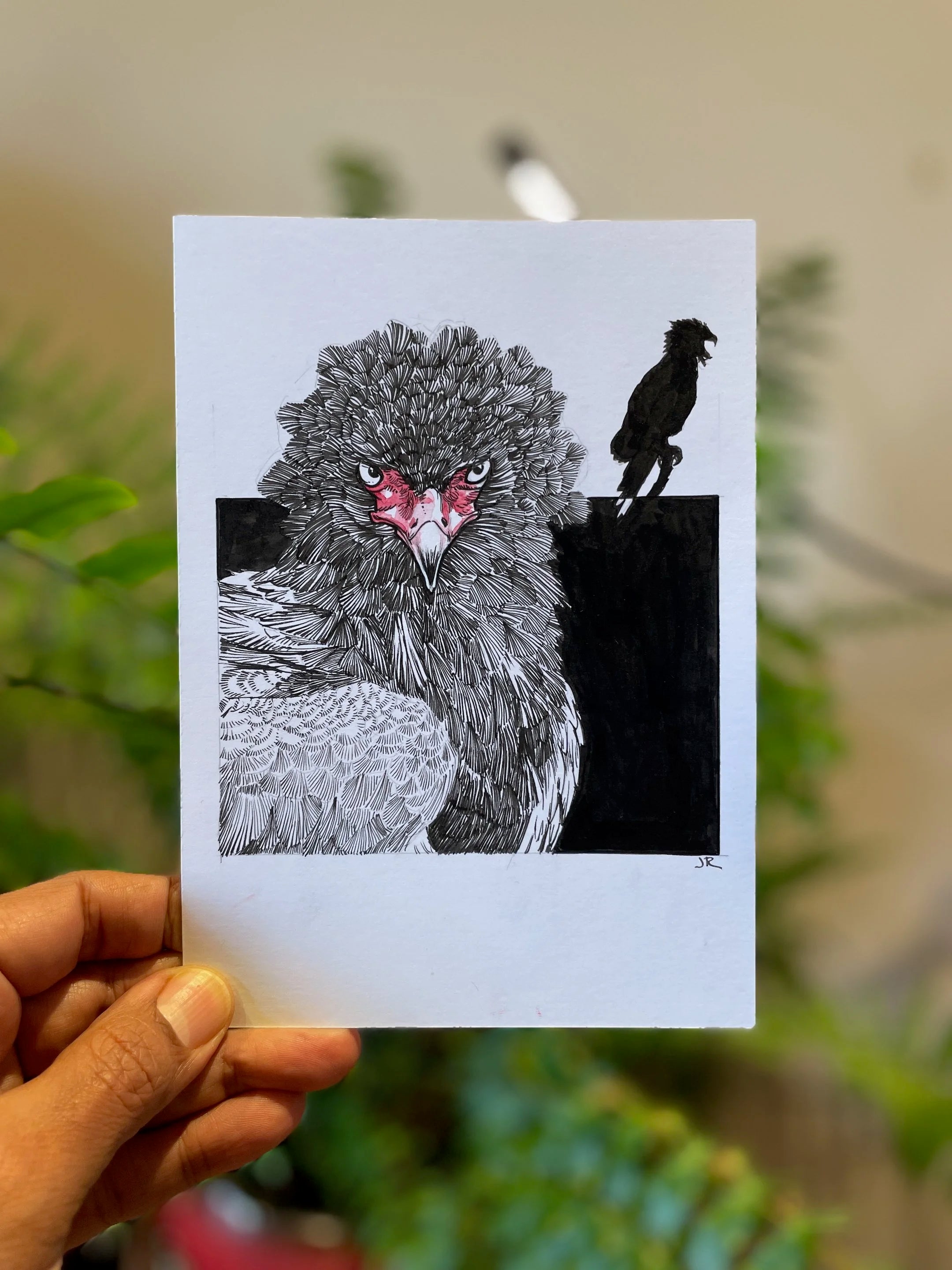 Zooctober 2024, Day 16: “Bateleur Eagle”