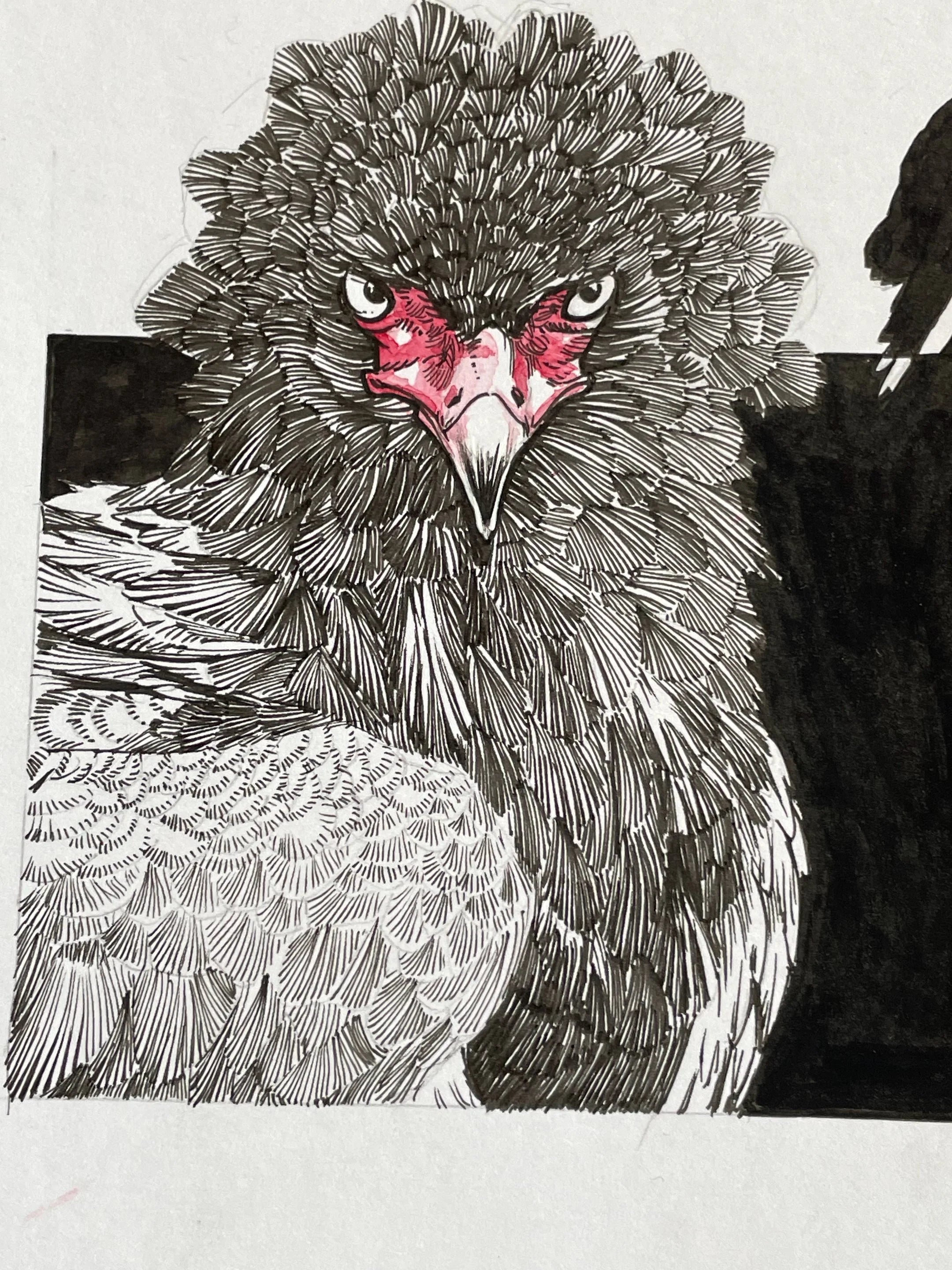 Zooctober 2024, Day 16: “Bateleur Eagle”