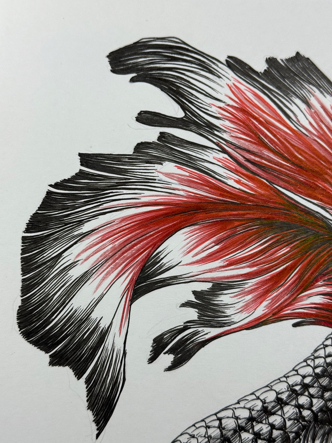 Zooctober 2025-Day 17: “Ornate”