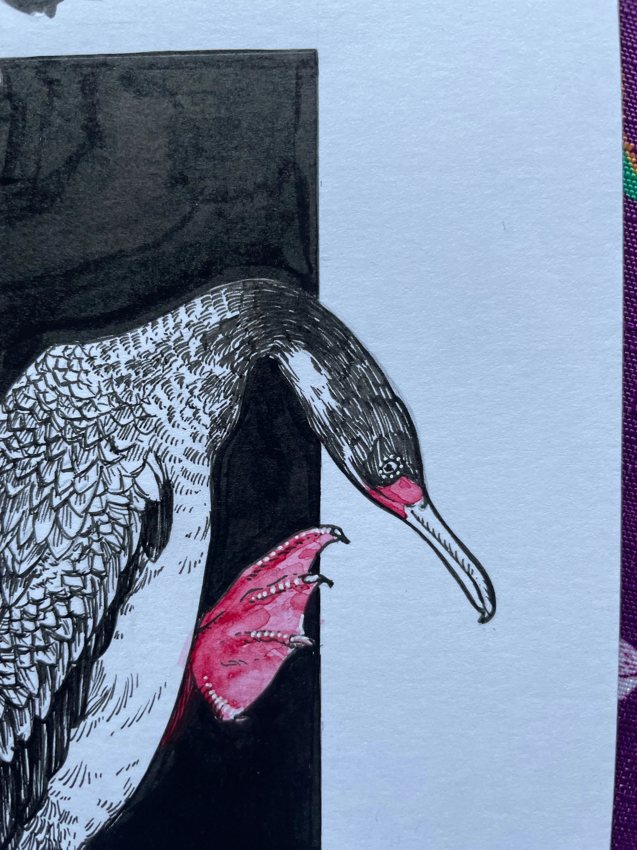 Zooctober 2024, Day 20: “Red-legged Cormorant”