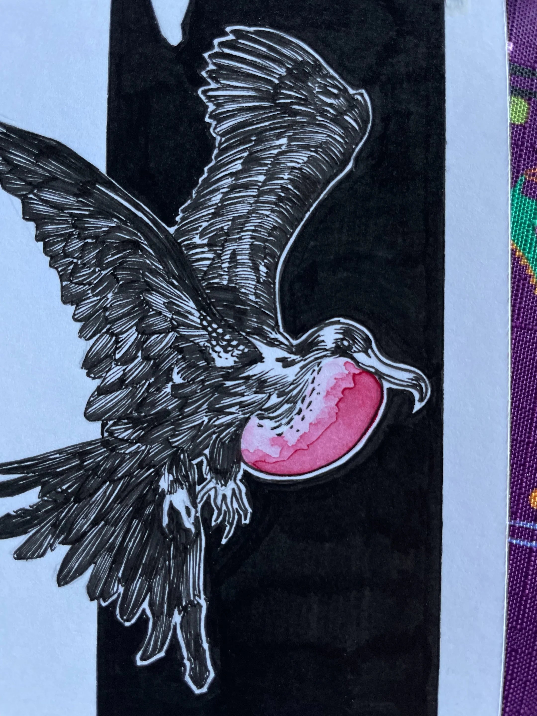 Zooctober 2024, Day 22: “Frigate Bird”