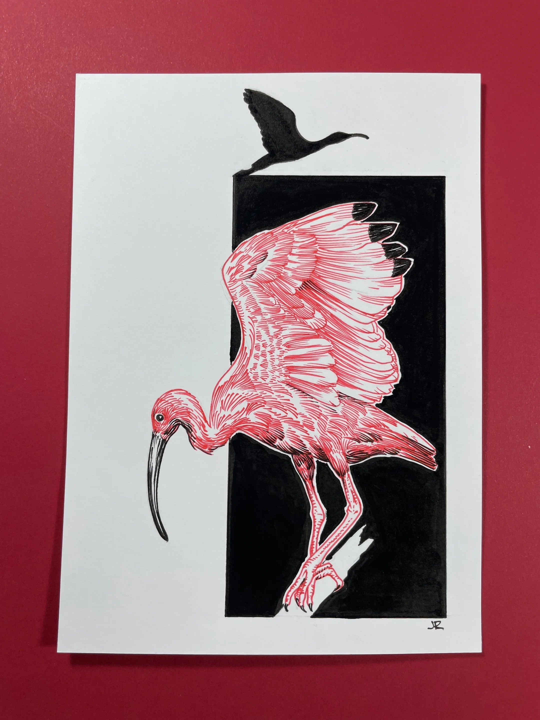 Zooctober 2024, Day 26: “Ibis”