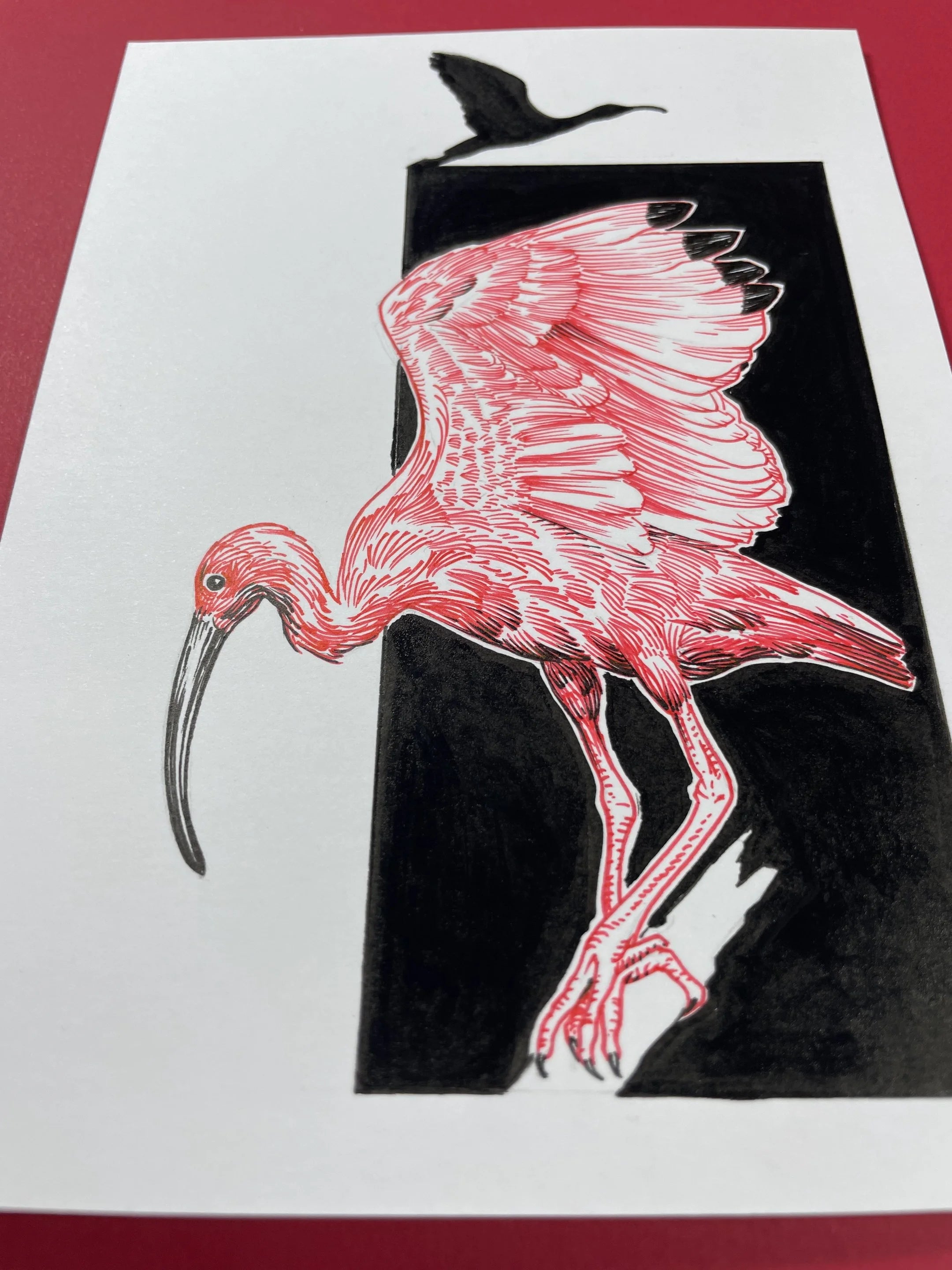 Zooctober 2024, Day 26: “Ibis”