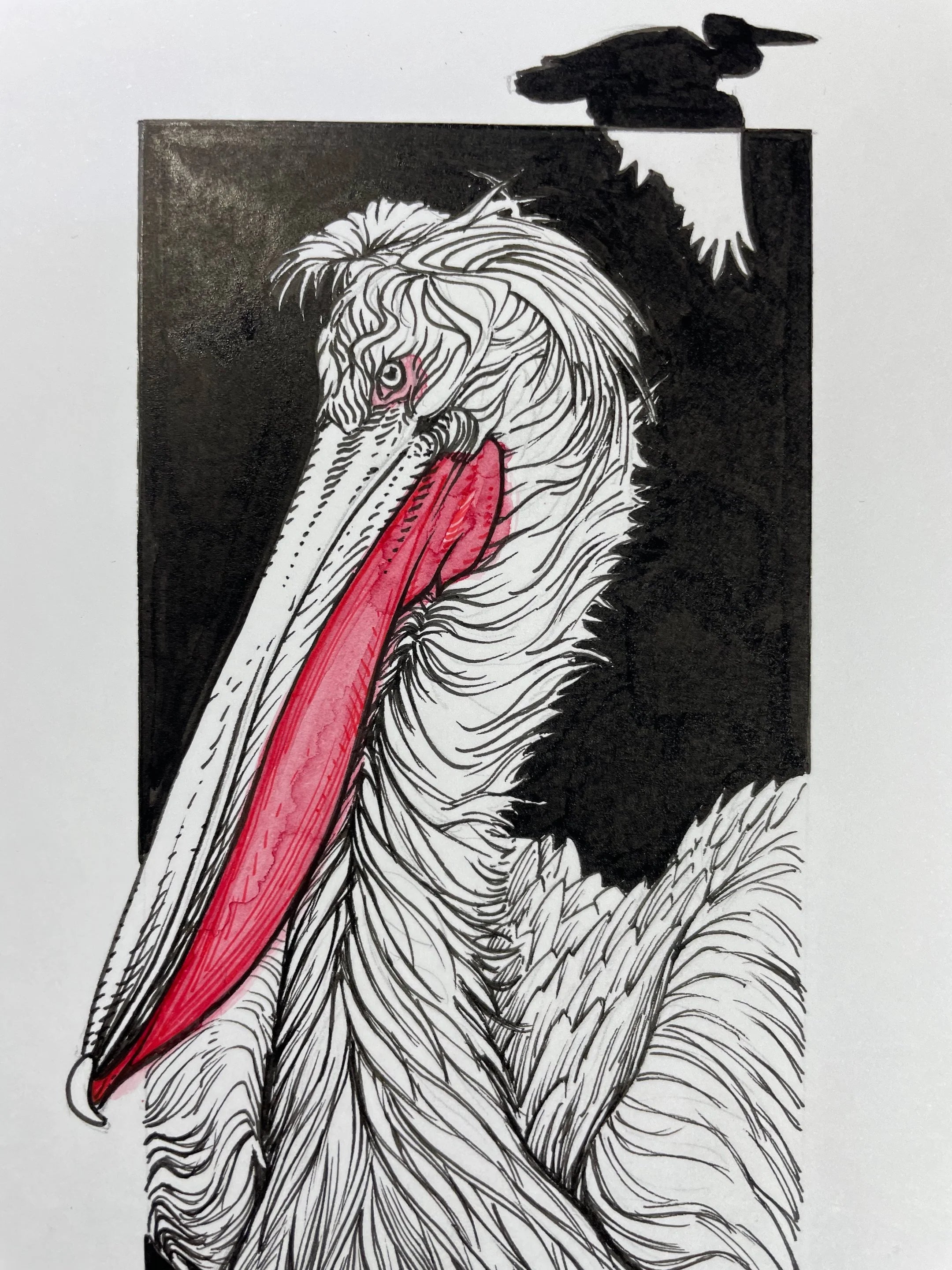 Zooctober 2024, Day 28: “Dalmatian Pelican”