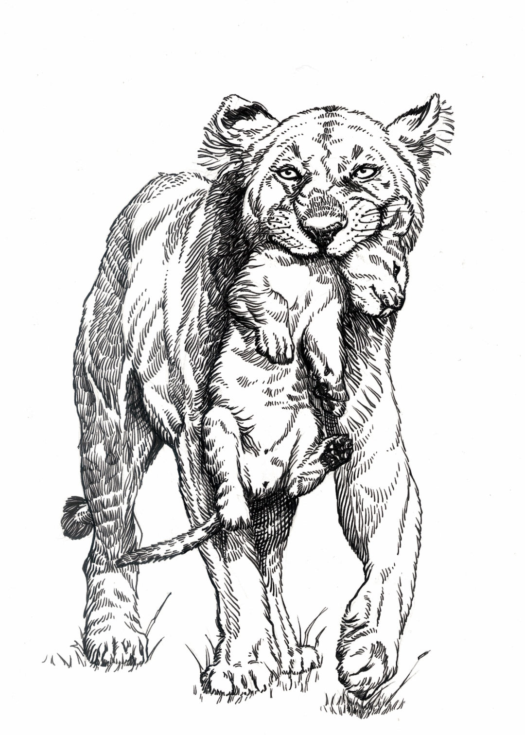 Zooctober 2025-Day 29: “Lesson” (Print)