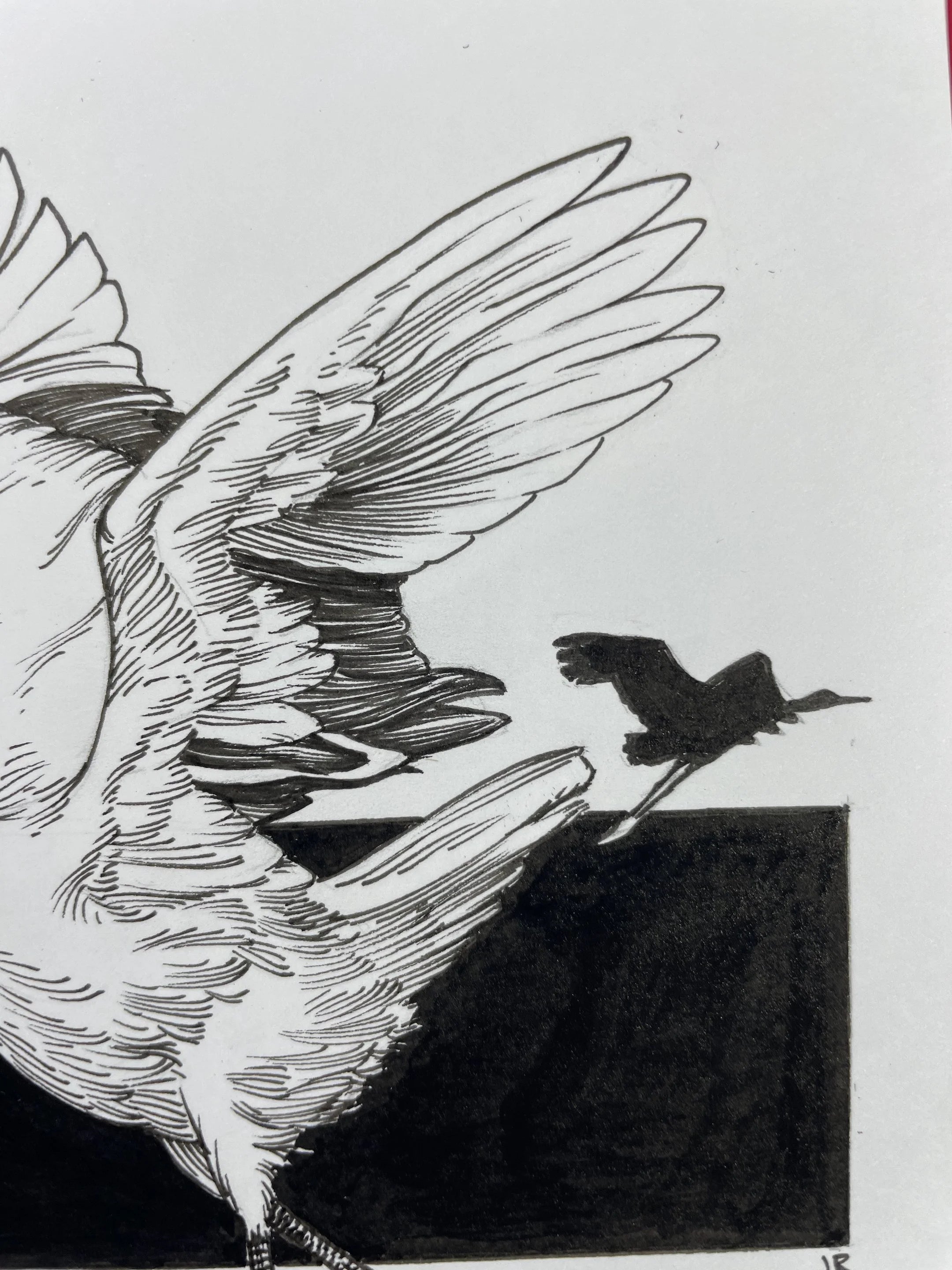 Zooctober 2024, Day 29: “Red-Crowned Crane”