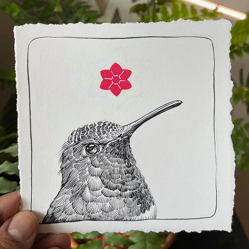 Allen's Hummingbird